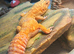 Leopard gecko
