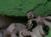 Male and female gliders with 11 week old joey