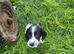Springer Spaniel Puppies
