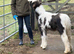 10* Loan Home for Mini Cob Foal