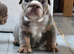 Beautiful English bulldog boy