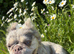 REDUCED! LAST BOY Fluffy frenchies cross