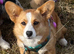 Cardigan Corgi Girl
