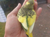 Hand reared super tame budgie