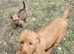 Irish terrier pups for sale