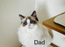 Beautiful ragdoll kitten