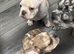 French bulldog puppies