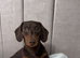 Kc registered miniature dachshund