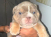 stunning litter of english bulldogs