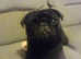 I need a female attention for my pug George he is such a handsome young man and would make beautiful adorable puppies we would like a pick of the litt