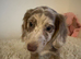 Beautiful Merle Dachshund Puppies Available! ️