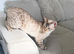 SNOW BENGAL FEMALE LOOKING FOR A NEW HOME