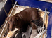 German Shorthaired Pointer Puppy - Liver & White Male GSP