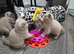 3 lilac-blue Scottish straight females available