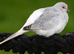 Diamond dove