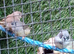4 x zebra finches
