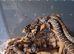 Centralian python Bredls python Morelia Bredli