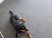 Dog in neath