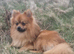 Pomeranian dog to stud