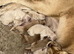 Beautiful litter of golden doors,