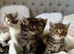 Kittens