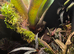 Established Bromeliad Dart Frog Vivarium 50x50x60cm &ndash; Bioactive Setup &pound;300
