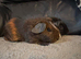 Male skinny pigs available