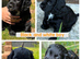 Kc registered Cocker spaniel puppies