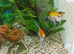 Two breeding pair of Angels Fish.