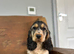 Beautiful cocker spaniel girl ready for a new home
