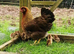 Hatching eggs available! Welsummer, buff orpingtons, mix colour pekins, ginifowl