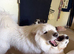 Samoyed puppy