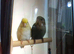 tame lovebird and parrotlet