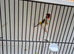 Siberian goldfinch