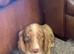 1 beautiful blue eyed boy dachshund puppy ready for his forever loving home
