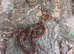 Corn Snakes at Birmingham Reptiles