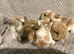 Mini lop babies ALL SOLD ️