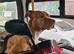 Rescue dogs searching for their furever homes