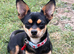 Beautiful Pups Chiweenie x