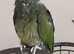 Female maximilian pionus