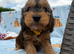 1 beautiful cockerpoo girl