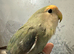 Hand reared baby lovebird