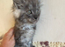 Half Maine Coon Kittens