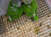 For Sale: Senegal Parrot Babies