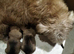 Glen of Imaal terrier puppies.
