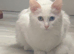 Female ragdoll 6 month old