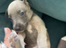 Whippet Puppies For Sale