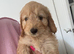 Cockapoo