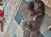 Kittens For sale