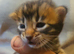 Cashmere and cashmere carrier bengals